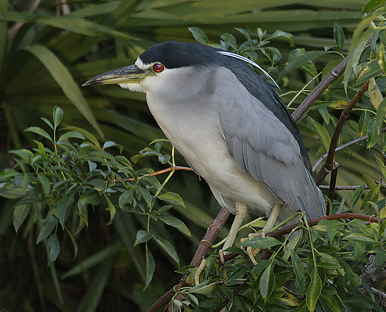 Black Crowned Night Heron 1   P O'Malley
